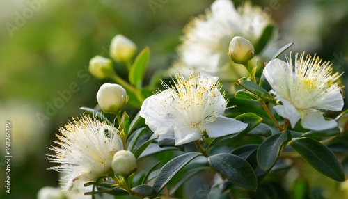 close up of blooming white myrtle flowers and buds on a green bush in natural light outdoor summer scene botanical concept perfect for eco branding wellness and seasonal design projects