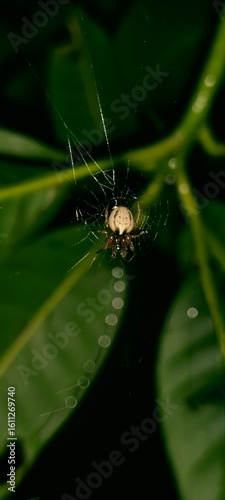 Spider zoom