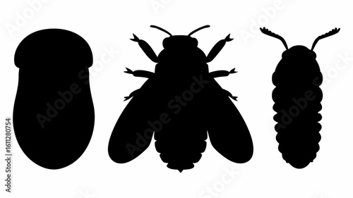 Three insect silhouettes depicting different stages of development on a white background isolated image | editable eps vectors