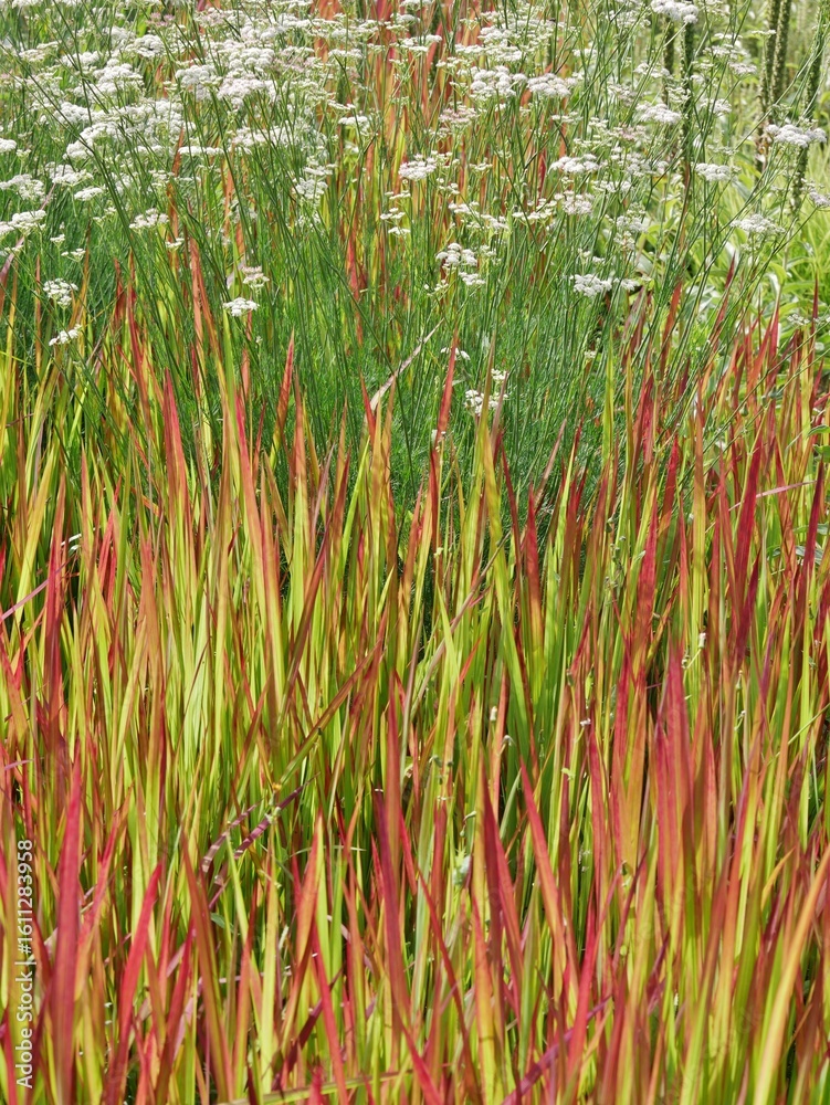Obraz premium Japanisches Blutgras Red Baron im botanischen Garten