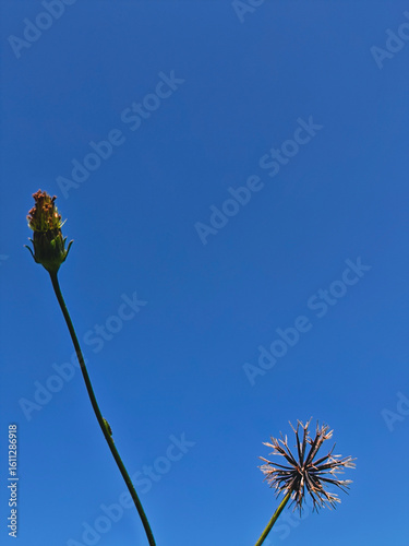 dandelion against blue sky