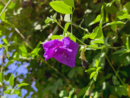 Flower butterfly pea or bluebell vine 