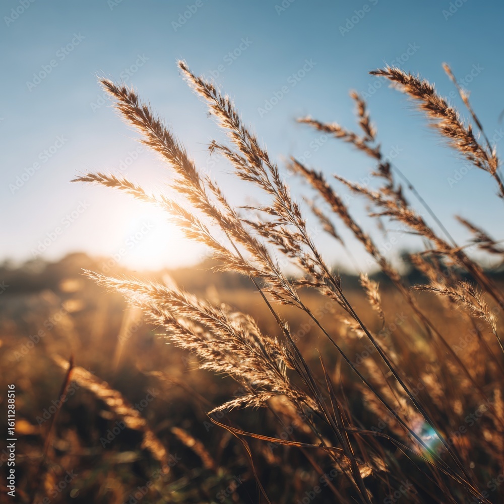 Fototapeta premium Golden Light Over Tall Grass Swaying in Gentle Breeze at Sunset