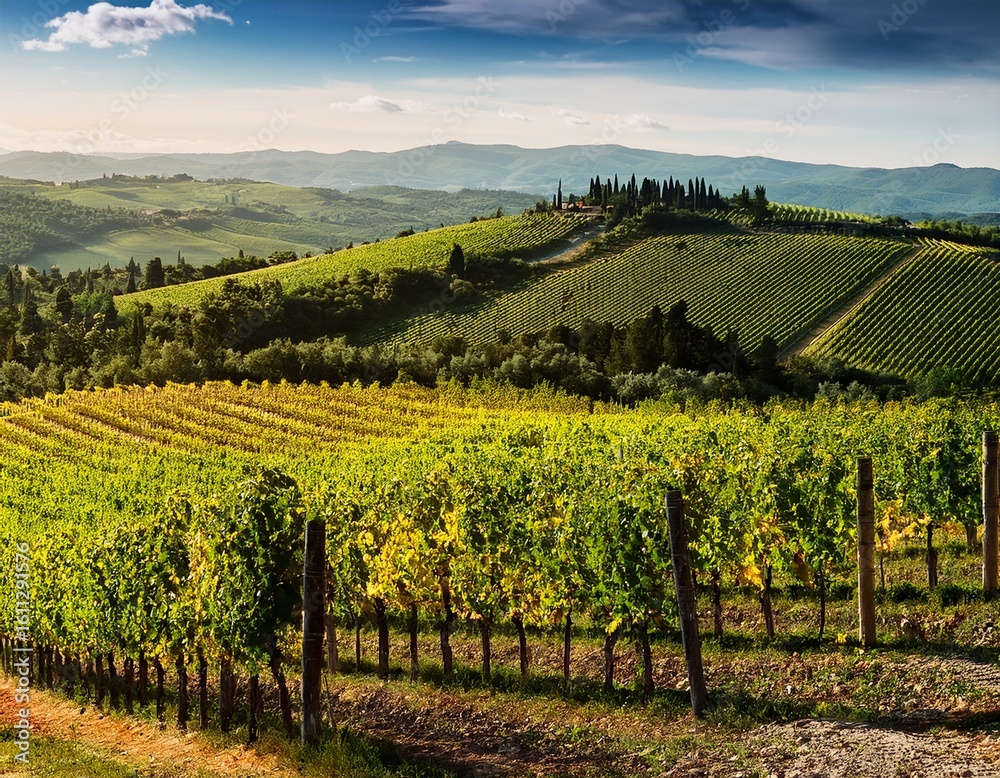 vineyard in tuscany vineyard in tuscany