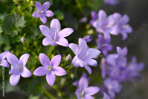 Dalmatian bellflower - Latin name - Campanula portenschlagiana Ambella