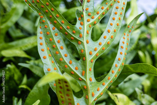 Tableau sur toile Closeup of Orange Spore Clusters Called Sori on the Underside of Microsorum Scolopendria or Wart Fern's Leaves