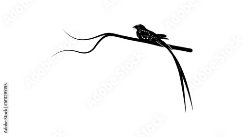 Swallow-tailed Nightjar bird, black isolated silhouette