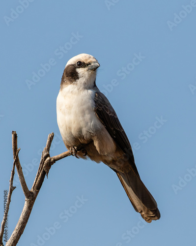 Portrait of a southern white-crowned shrike perched on a branch with clear blue sky background