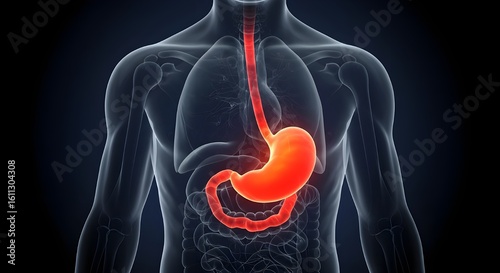 Human Stomach Anatomy Highlighted in Transparent Body Medical Illustration