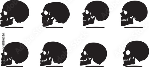 Skull Silhouette Evolution Graphic Vector Anatomy Anatomy Art