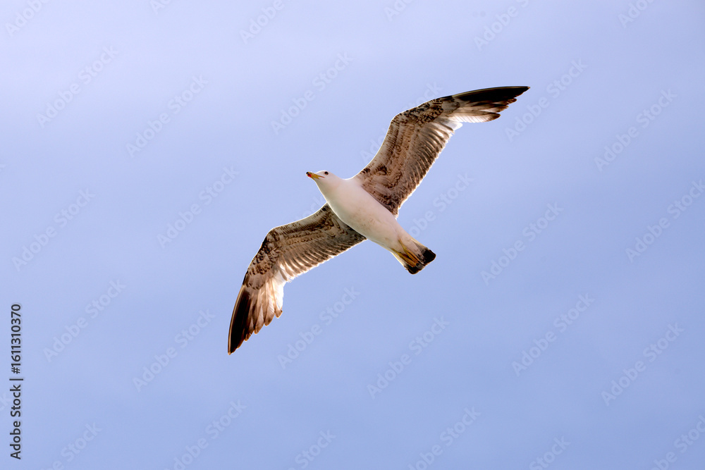 Obraz premium Möve in Barcelona