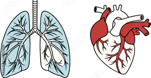 Clean and modern medical info graphic featuring lungs and heart anatomy