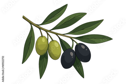 Olive branch with green and black olives, vector illustration. Healthy food from nature, Mediterranean diet concept. Natural organic ingredient for cooking and olive oil.