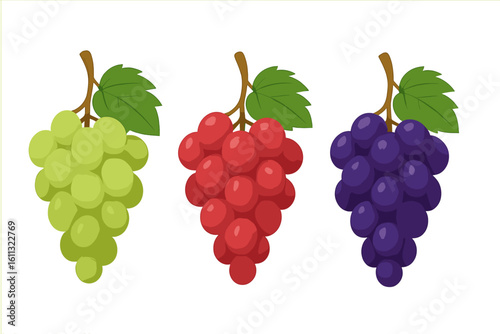 Grape bunches vector set. Green, red, purple grape varieties. Fresh fruit illustration. Concept healthy food, diet, wine, juice, harvest. Organic farm food. Cartoon icon.