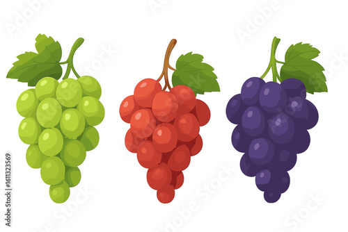Vector set of grape bunches. Green, red, and dark purple grapes with leaves. Fresh ripe fruit illustration for organic food, harvest, viticulture, and wine making.