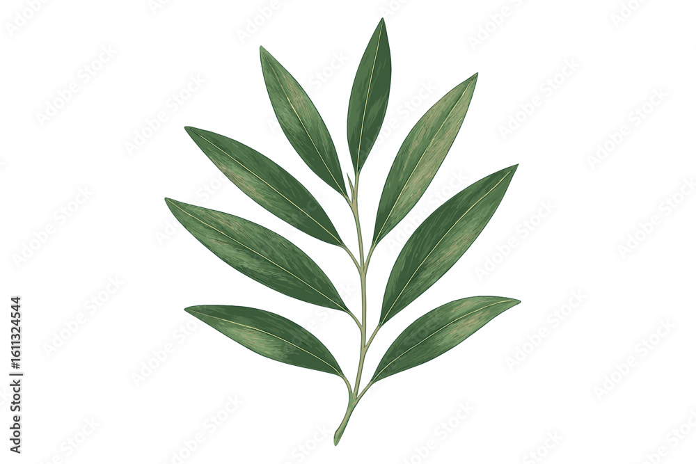 Naklejka premium Realistic green olive leaves vector illustration on a branch. Botanical art of a natural plant. Detailed foliage element isolated on transparent background. Symbol of peace.