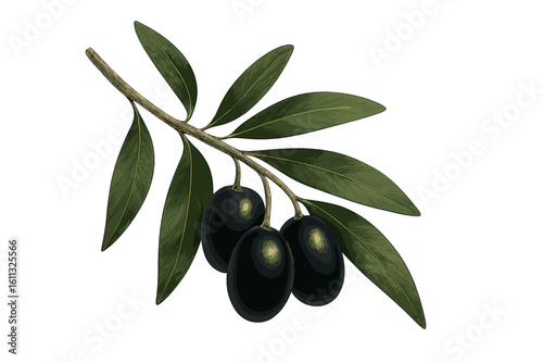 Black olives on a branch with leaves. Realistic vector illustration isolated. Concept for organic food, mediterranean diet, natural cosmetic, vegan, vegetarian, olive oil.