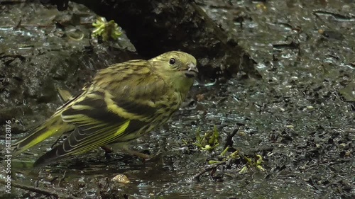 Eurasian siskin (Spinus spinus) Female Feeding on Nyjer Seed on the Ground