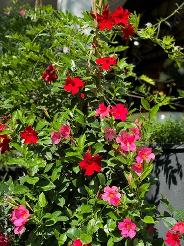 Mandevilla sanderi red and pink flowers.