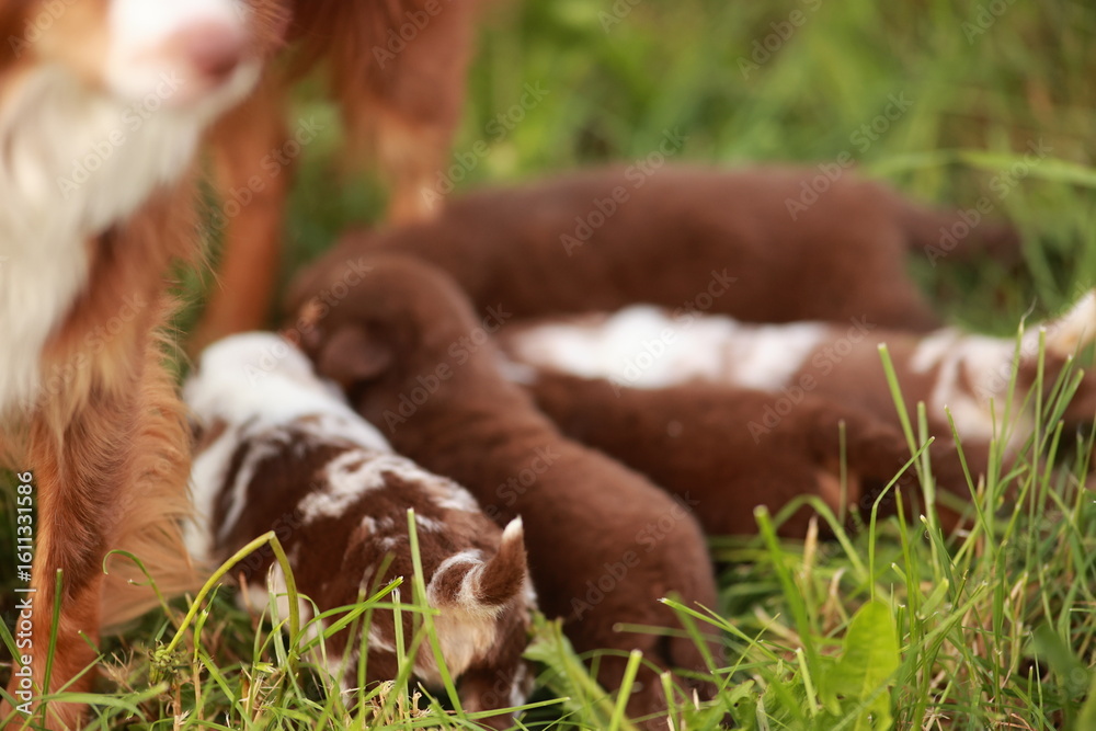 Group of puppies are nursing in a grassy field Group of puppies are nursing in a grassy field