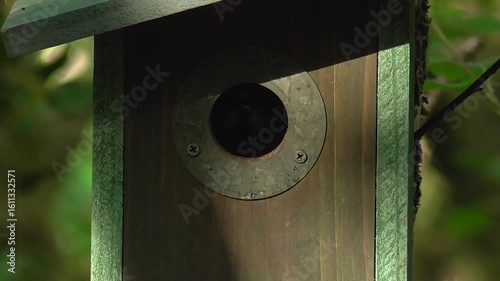 Blue Tits (Cyanistes caeruleus) Leaving a Nestbox in Slow Motion