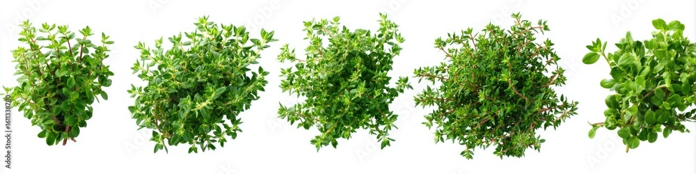 Fresh thyme sprigs, isolated on white Fresh thyme sprigs, isolated on white