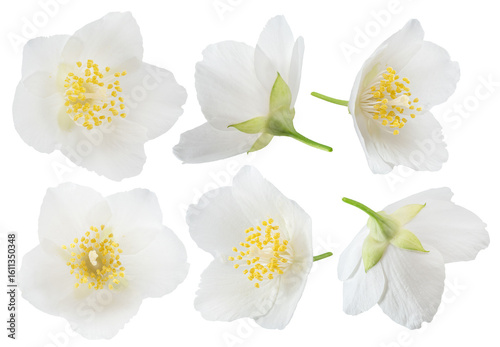 Fotografie Collection of jasmine flowers on white background, close up