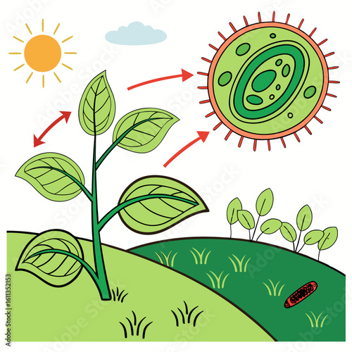 Simple Illustration of Photosynthesis in a Plant Cell