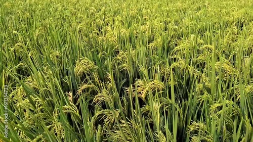 Expansive green rice paddies rippling in the breeze