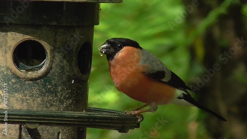 Male Eurasian Bullfinch (Pyrrhula pyrrhula) Feeding on a Sunflower Hearts Seed Feeder