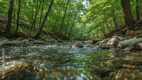 Tranquil forest stream flowing through lush green woods with sunlit ripples and rocks