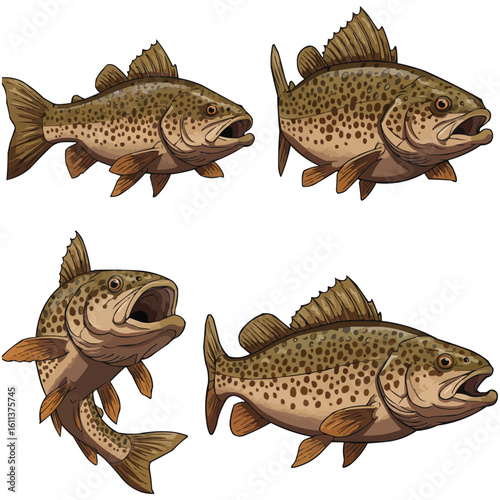 set of fish isolated on white