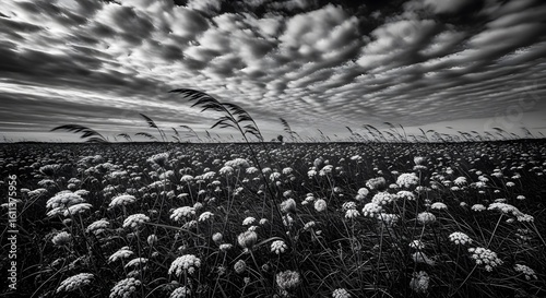 4K artistic wildflower photo with shallow depth of field – horizontal image for web use and editorial design