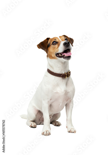 Young healthy jack russell terrier dog with transparent fur and brown-black markings, wearing a brown leather collar, sitting attentively on a transparent studio background, mouth slightly open,