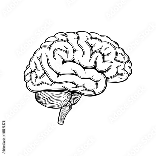 Black and White Detailed Illustration of a Human Brain