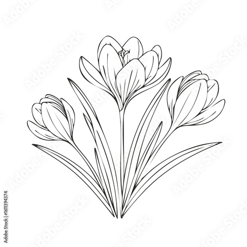 Minimalist botanical line art of spring crocus flowers with leaves outline drawing