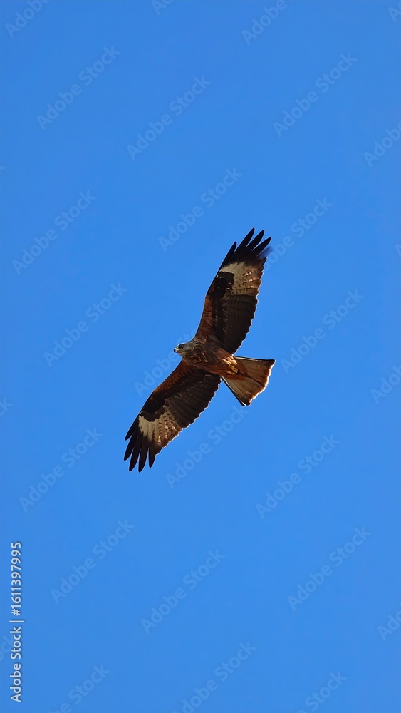 Fototapeta premium Bird in flight against a clear sky