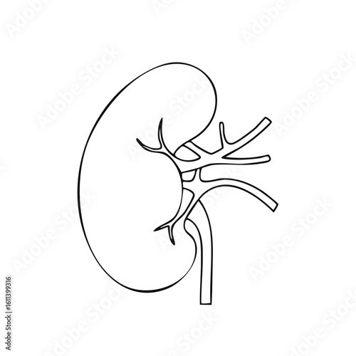 Human kidney anatomical illustration black and white outline
