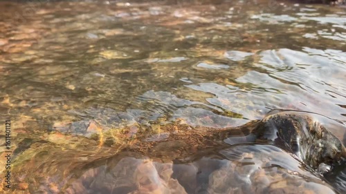 stream in the forest