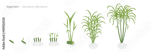 Growth stages of sugarcane from seed to harvesting