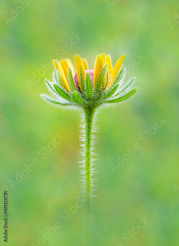 Young  Rudbeckia Flower Growing against a Blurred Green and Yellow Natural Background