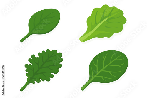 Isometric flat icon set of culinary leafy greens. Fresh spinach leaf, crisp lettuce leaf, curly kale leaf, collard green leaf vector illustration for healthy food design