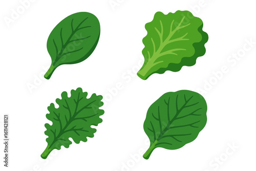 Isometric flat icon set of culinary leafy greens isolated on white – spinach leaf, romaine lettuce, kale leaf, collard greens, healthy salad ingredients vector illustration