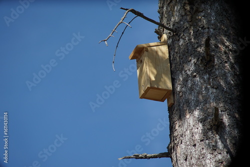 Fototapeta Naklejka Na Ścianę i Meble -  kaczka