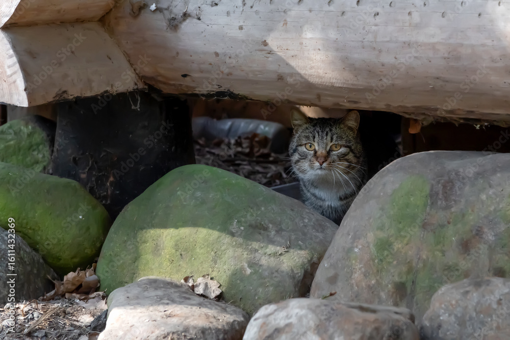 Obraz premium A grey cat hides under a wooden house on a rainy day