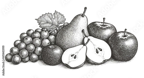 Detailed monochrome drawing showcases a variety of fresh fruits like grapes pears and apples