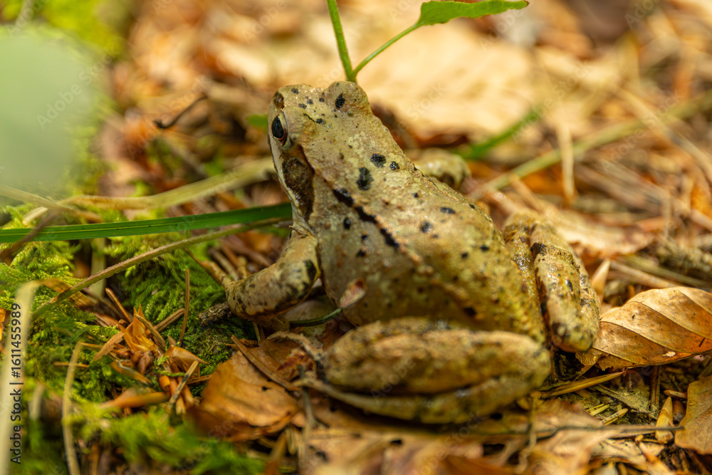 Obraz premium Waldfrosch im Laub