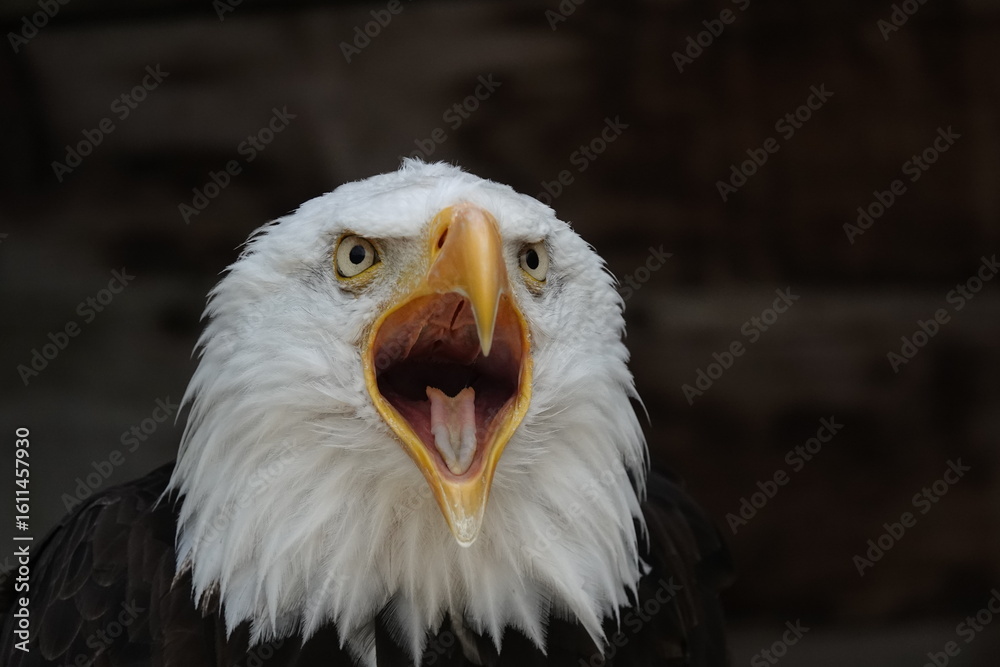 Obraz premium Pygargue cri de face