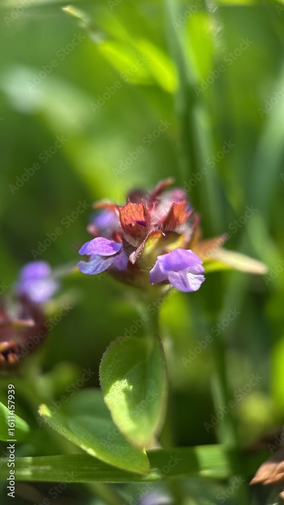 Fototapeta premium A close up of a purple prunella vulgaris flower. Macro photography. 