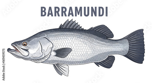 Barramundi Fish Icon Isolated White Vector.